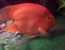 XL parrot fish and cichlid fish for sale