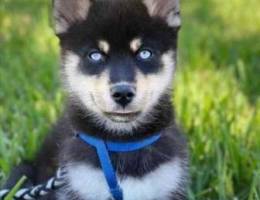 Pomsky