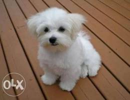 Bichon