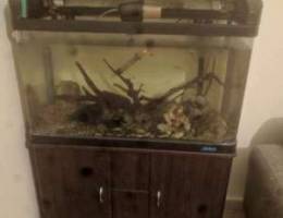 Aquarium full equipped with guppies and sh...