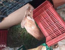 Flemish Giant rabbit