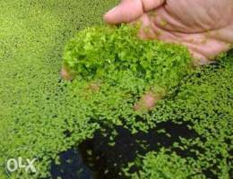 Duck weed