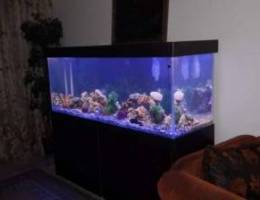 Aquarium 170 *55*70 with table and sump