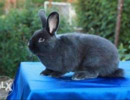 Blue rare color rabbit