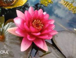 Water Lily fuchsia (Real Photo, NOT from G...