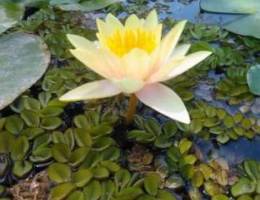 Water Lilies Yellow Natural Color (Real Ph...