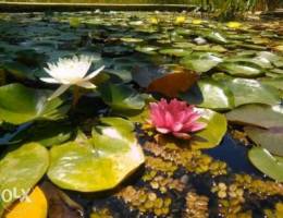 Water Lilies Lebanon Natural Real photos