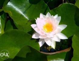 Water Lilies Clear Pink color