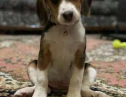 Beagle Dog