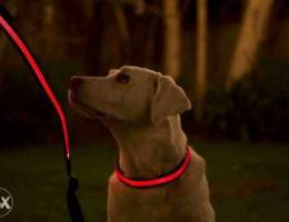 LED Light Leash USB Rechargeable