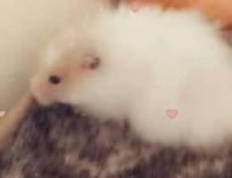 White Hamster