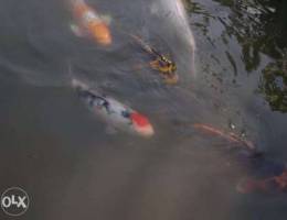 Koi Fish for your pond