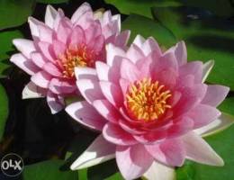 Water Lilies for your pond (Real Photo)