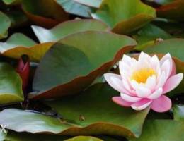 Water Lilies Pink color (Real Photo)