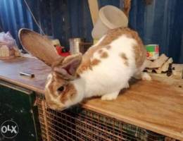 Pure Papillon Rabbit male