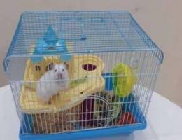 Hamster for Sale!