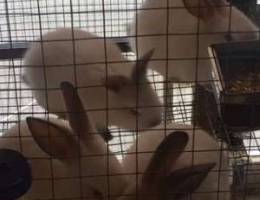 California rabbit for sale