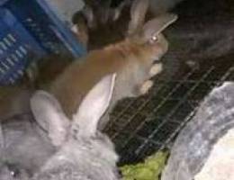 Pure flemish rabbits for sale Ø§Ø±Ø§Ù†Ø¨ ÙÙ„Ø§Ù…Ø´ ...