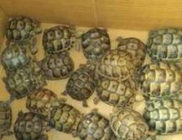 Smal turtles