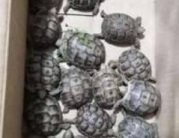 Turtles