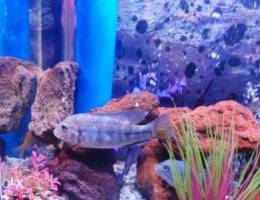 African cichlid