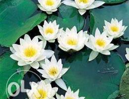 Water Lilies Imported Natural White Color