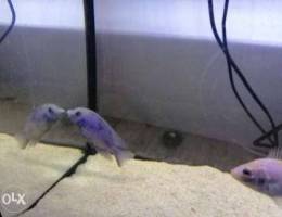 Cichlid blue dolphin