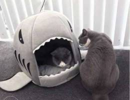 Shark cat bed