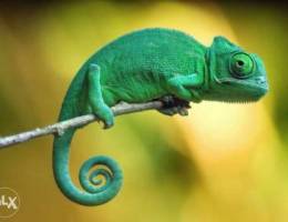 chameleon needed