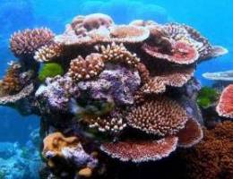 Corals Needed Ù…Ø·Ù„ÙˆØ¨ Ù…Ø±Ø¬Ø§Ù†