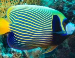 Emperor Angelfish Needed