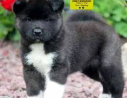 American Akita for reservations