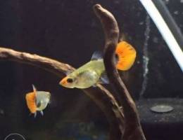 pure tuxedo koi guppies (pair)