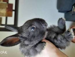 Dutch rabbits for sale