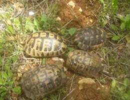 Ø³Ù„Ø­ÙØ§Ø© tortue