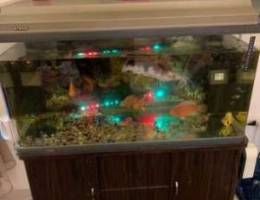 aquarium 100cm x50cm/ 200 Liter/ full pack...