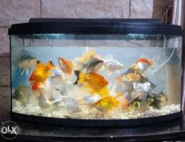 Ornamental fish