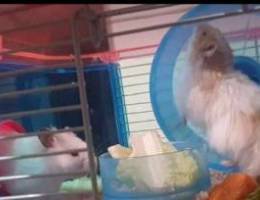 2 hamster with duplex cage