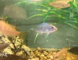 Ø¹Ø±Ø¶ Ø®Ø§Øµ Assorted Mbuna cichlid