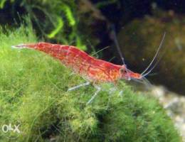 15 red cherry shrimps for (100.000)