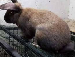 Giant Belgium rabbit