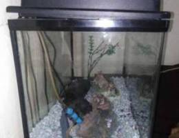 aquarium 60x30 ma3o ghrad felter w air pum...