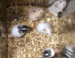 small hamsters