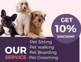 Dogs grooming