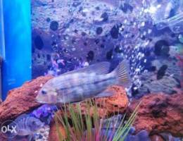 2 african cichlid fish