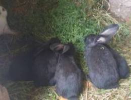 Rabbits