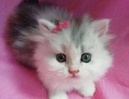 Beautiful cat