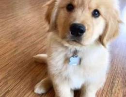 golden retriever puppy