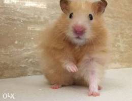 golden hamster