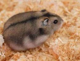 Hamsters fir sale